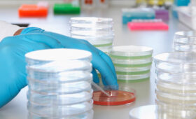 Российские ученые сняли на видео, как бьется сердце, выращенное из стволовых клеток