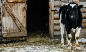 Почем нынче бешенство: причинами массового забоя скота в Сибири должны заняться компетентные органы